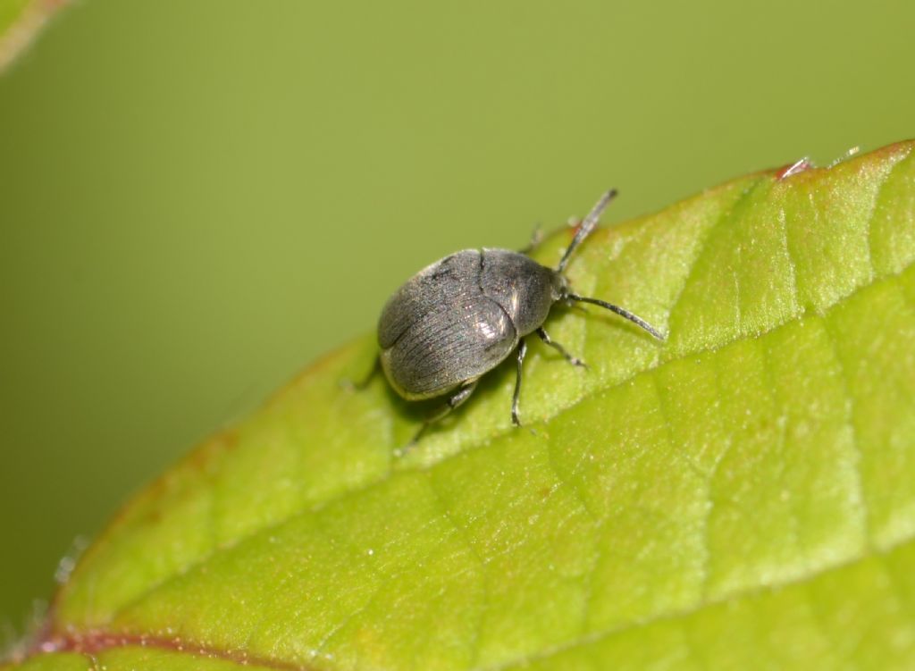 Spermophagus sericeus? Spermophagus sp., Chrysomelidae Bruchinae